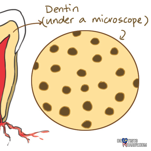 dentinal-tubules-tunnels